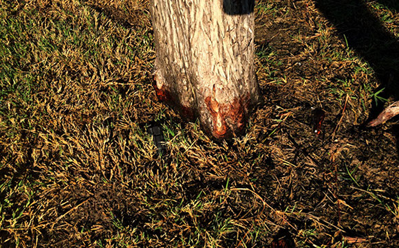 Tree Care Specialists