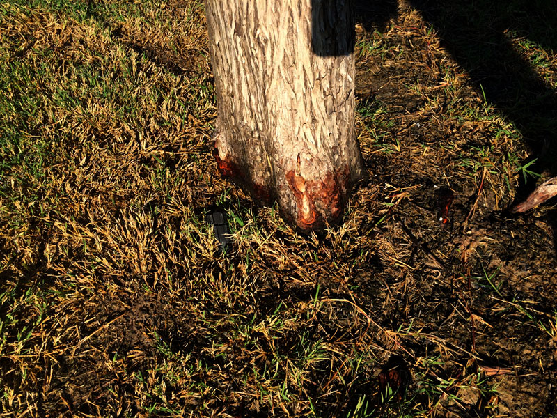 Tree Care Specialists