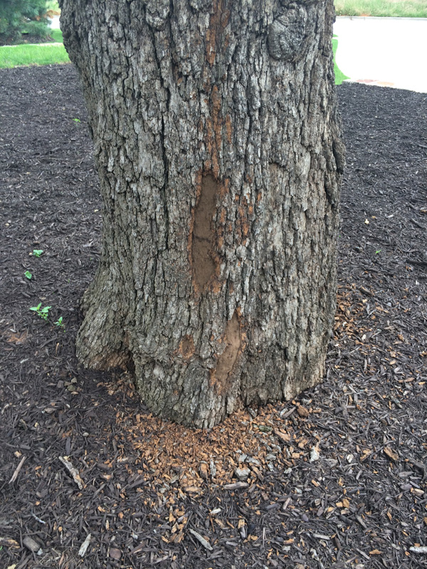 Tree Care Specialists