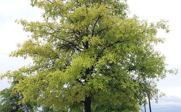 Tree Care Specialists