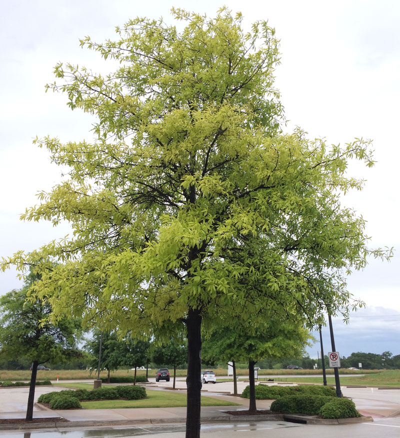 Tree Care Specialists