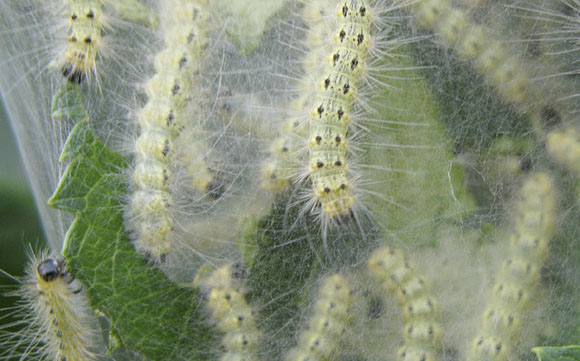 Tree Care Specialists