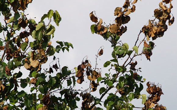 Tree Care Specialists