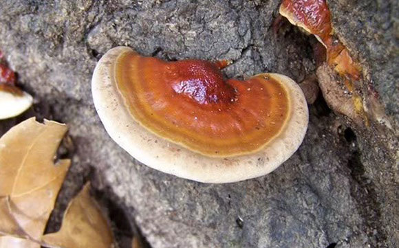 Tree Care Specialists