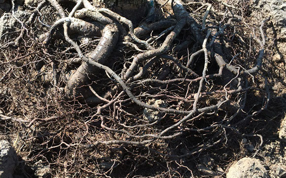 Tree Care Specialists