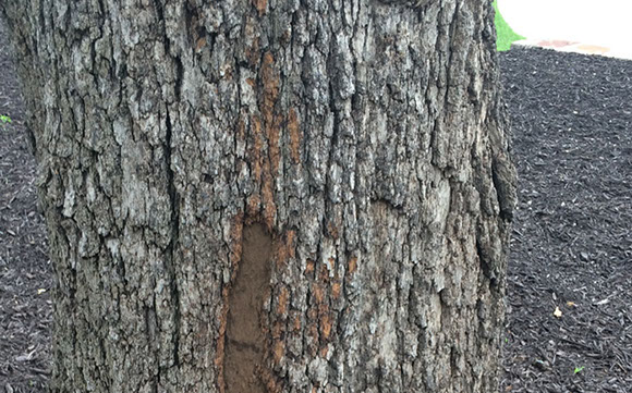 Tree Care Specialists