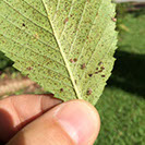 Tree Care Specialists