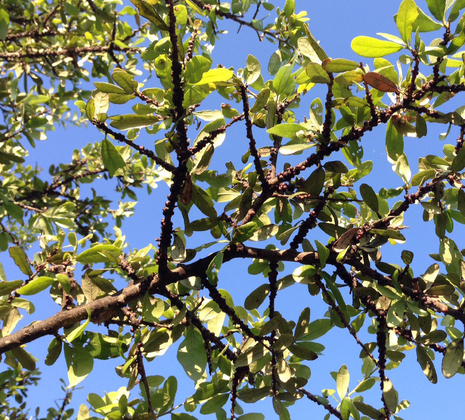 Alpine Tree Service