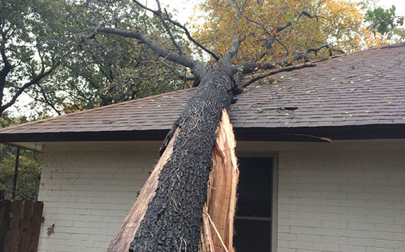 Tree Care Specialists