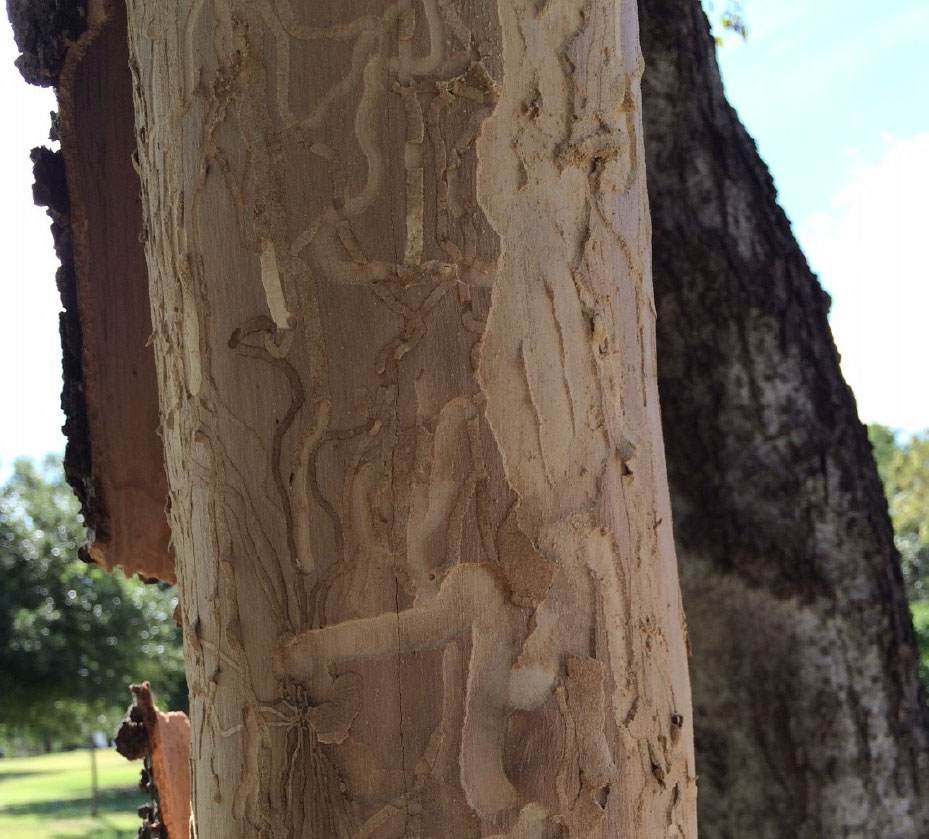 Alpine Tree Service