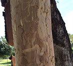 Alpine Tree Service