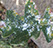 Alpine Tree Service
